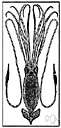 giant squid - largest mollusk known about but never seen (to 60 feet long)