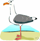 sea bird - a bird that frequents coastal waters and the open ocean: gulls
