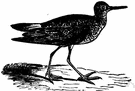 Tringa flavipes - a variety of yellowlegs