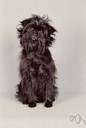 monkey pinscher - European breed of small dog resembling a terrier with dark wiry hair and a tufted muzzle