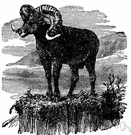 genus Ovis - sheep