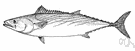 Sarda chiliensis - common bonito of Pacific coast of the Americas