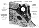 sinus cavernosus - either of a pair of large venous sinuses in the cranial cavity
