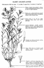 hairy golden aster - hairy perennial with yellow flower heads in branched clusters