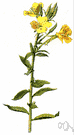 common evening primrose - a coarse biennial of eastern North America with yellow flowers that open in the evening