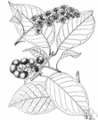 Prunus virginiana demissa - chokecherry of western United States