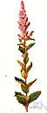 spiraea - a Japanese shrub that resembles members of the genus Spiraea