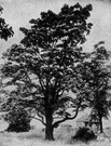 bean tree - any of several trees having seedpods as fruits