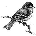 suborder Tyranni - New World flycatchers