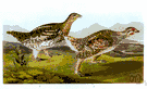 genus Pedioecetes - sharp-tailed grouse