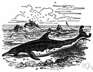 Delphinus delphis - black-and-white dolphin that leaps high out of the water