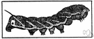 Ephestia elutella - small moth whose larvae feed on tobacco and other dried plant products