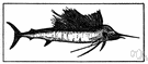 Istiophoridae - sailfishes