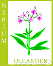 Nerium - one species: oleander