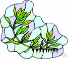 Alternanthera - genus of low herbs of tropical America and Australia