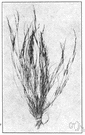 Hudsonia tomentosa - small heathlike plant covered with white down growing on beaches in northeastern North America