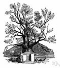 peepul - fig tree of India noted for great size and longevity