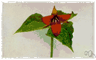 Trillium erectum - trillium of eastern North America having malodorous pink to purple flowers and an astringent root used in folk medicine especially to ease childbirth