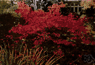 Japanese maple - ornamental shrub or small tree of Japan and Korea with deeply incised leaves
