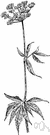 alexander - European herb somewhat resembling celery widely naturalized in Britain coastal regions and often cultivated as a potherb