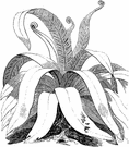 genus Scolopendrium - a genus of ferns belonging to the family Polypodiaceae (in some classification systems included in genus Asplenium)