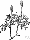 staghorn moss - a variety of club moss