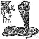 Egyptian cobra - cobra used by the Pharaohs as a symbol of their power over life and death