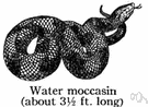 cottonmouth - venomous semiaquatic snake of swamps in southern United States