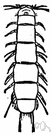 Pauropoda - an obscure class of minute arthropods with branched antennae and 8 to 10 pairs of legs