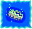 Tridacna