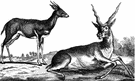 Antilope - blackbucks