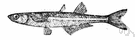 silverside - small fishes having a silver stripe along each side