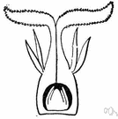 orthotropous ovule - a completely straight ovule with the micropyle at the apex