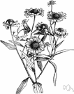 helenium - genus of American herbs with flowers having yellow rays: sneezeweeds