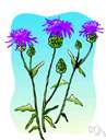 Holy thistle - tall Old World biennial thistle with large clasping white-blotched leaves and purple flower heads