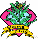 milk thistle - tall Old World biennial thistle with large clasping white-blotched leaves and purple flower heads