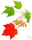 Acer rubrum - maple of eastern and central America