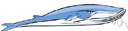 Rhincodon typus