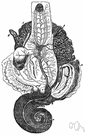 Gasteropoda - snails and slugs and their relatives