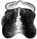 genus Placuna - windowpane oysters