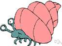 hermit crab