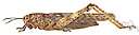 family Locustidae - short-horned grasshoppers