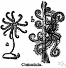 genus Comatula - former usage synonymous with Antedon