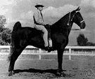 Tennessee walking horse - a horse marked by stamina and trained to move at a fast running walk