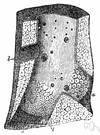 hepatic vein - a vein that drains the liver