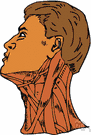 windpipe - membranous tube with cartilaginous rings that conveys inhaled air from the larynx to the bronchi