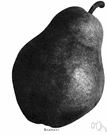 bartlett pear - juicy yellow pear