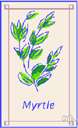 wax myrtle - any shrub or small tree of the genus Myrica with aromatic foliage and small wax-coated berries wax myrtle - any shrub or small tree of the genus Myrica with aromatic foliage and small wax-coated berries