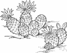 Knowlton's cactus - small clustering cactus of southwestern United States