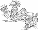 Pediocactus knowltonii - small clustering cactus of southwestern United States